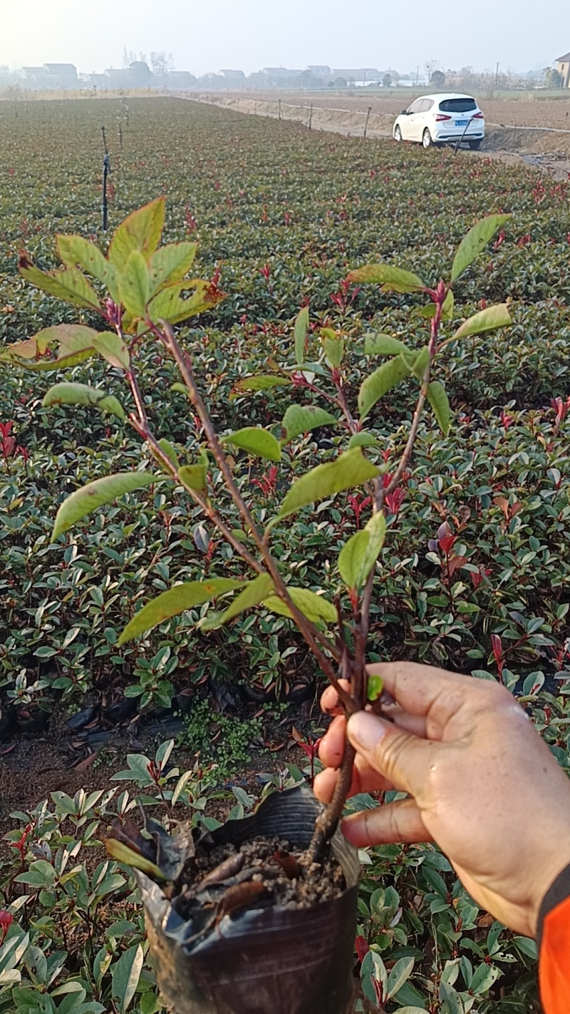 16杯红叶石楠大杯苗大量现货出售