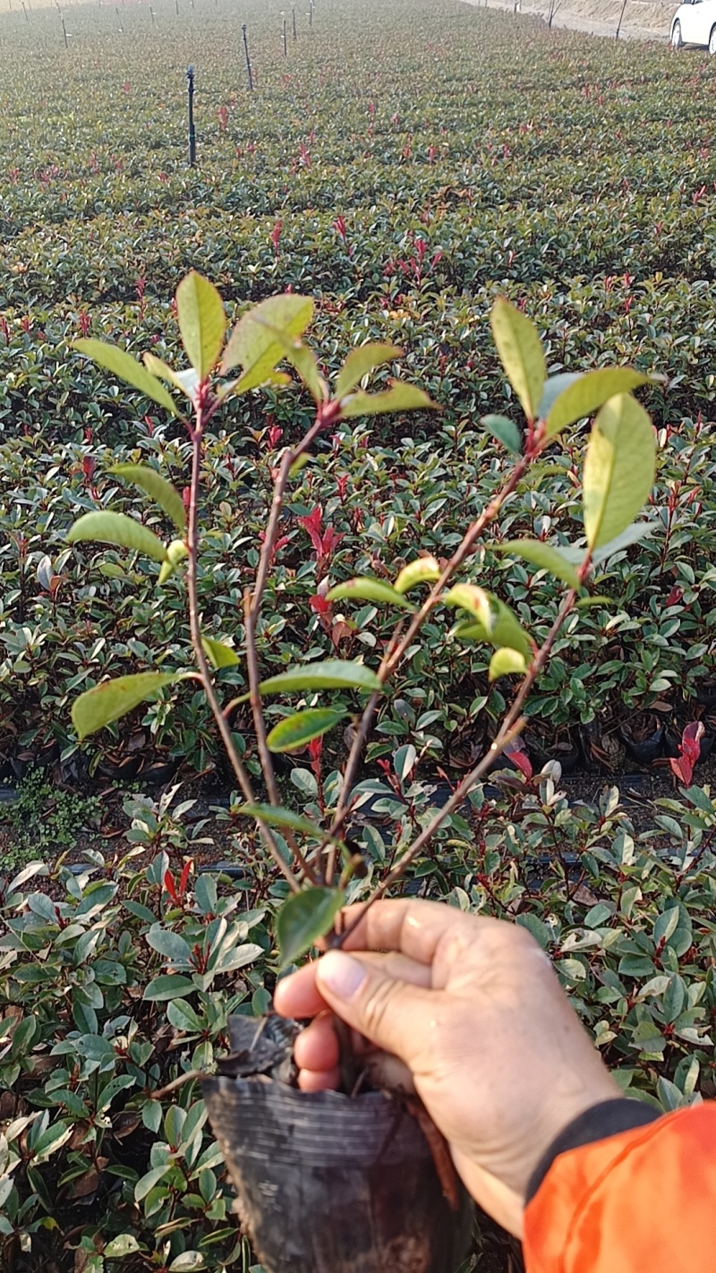 16杯红叶石楠大杯苗大量现货出售