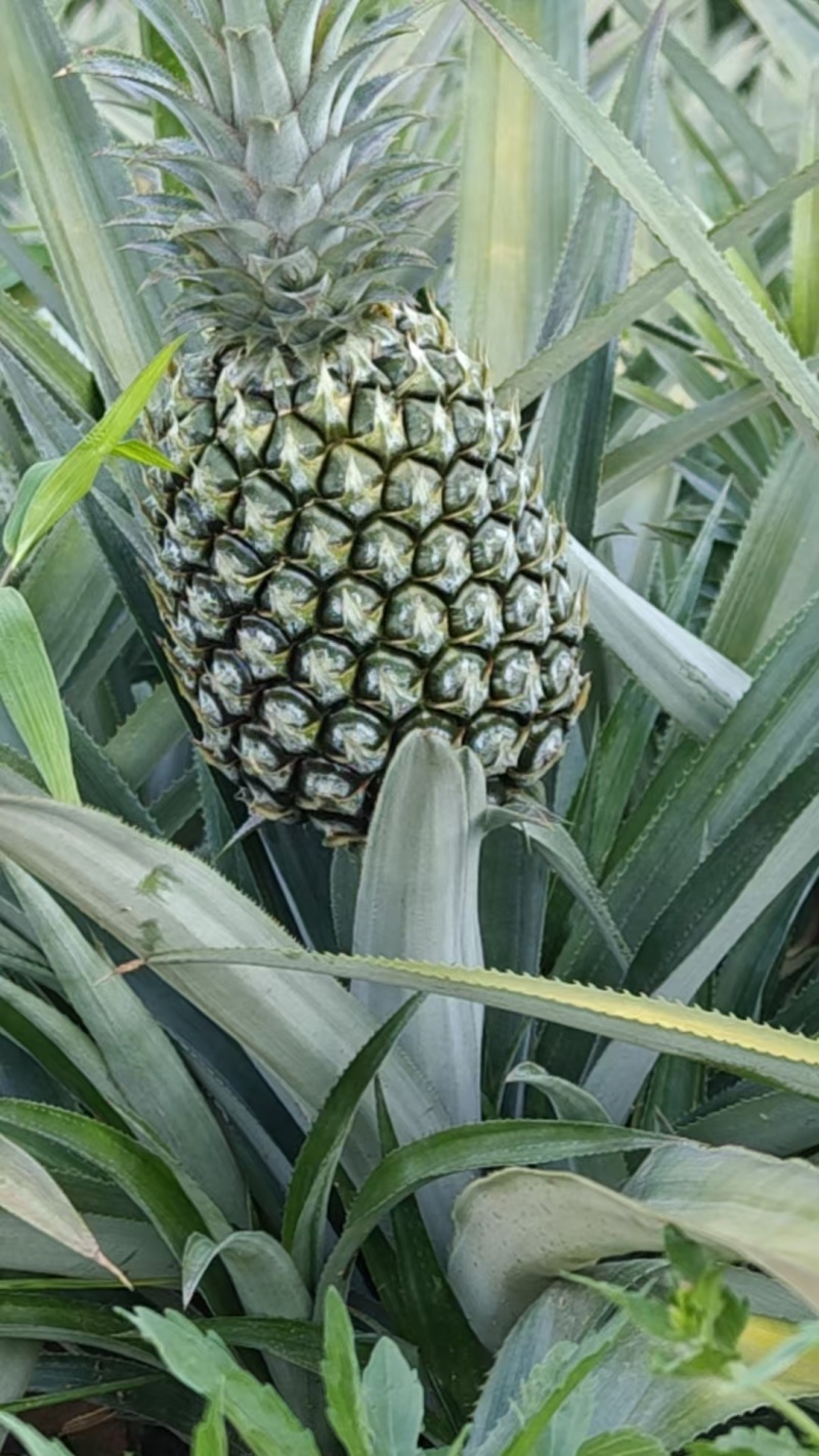 云南香水菠萝