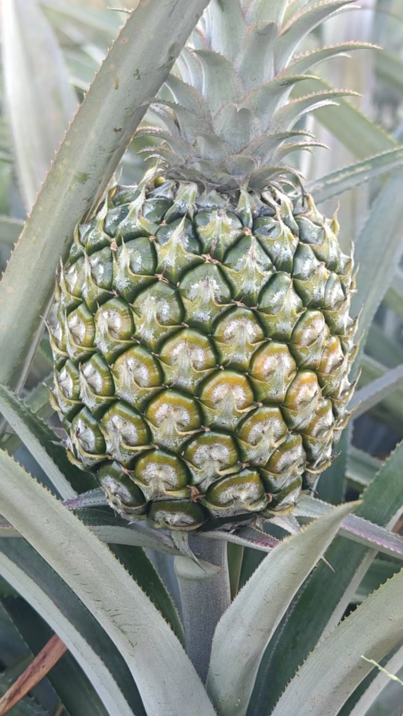 云南香水菠萝