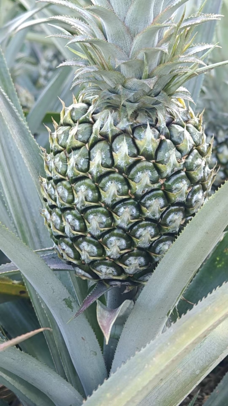 云南香水菠萝