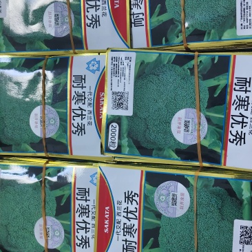 紫甘蓝种子代理，对接大中小种植户，早熟，颜色好