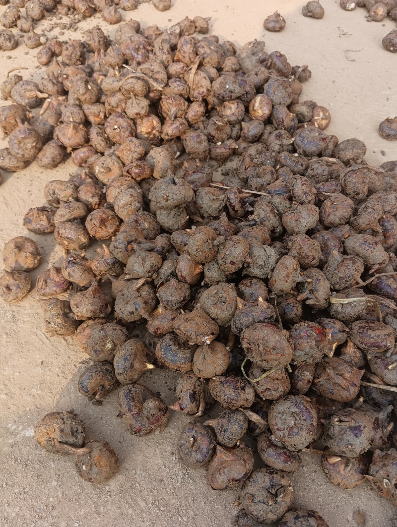 荸荠马蹄儿地栗子