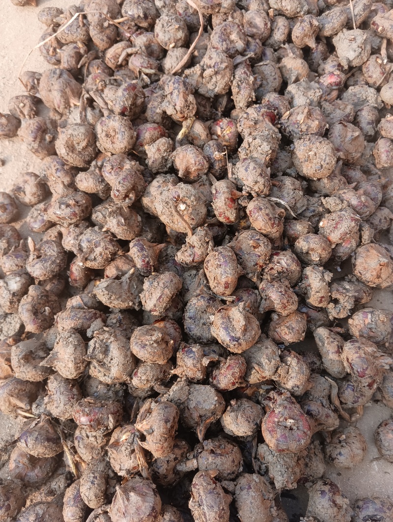 荸荠马蹄儿地栗子