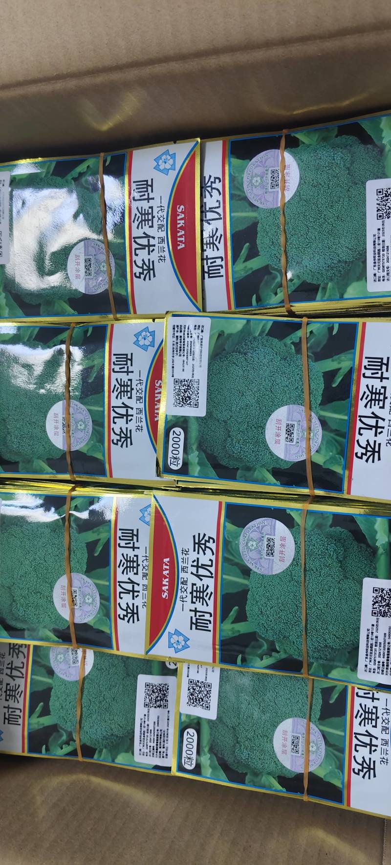紫甘蓝种子代理，对接大中小种植户，早熟，颜色好