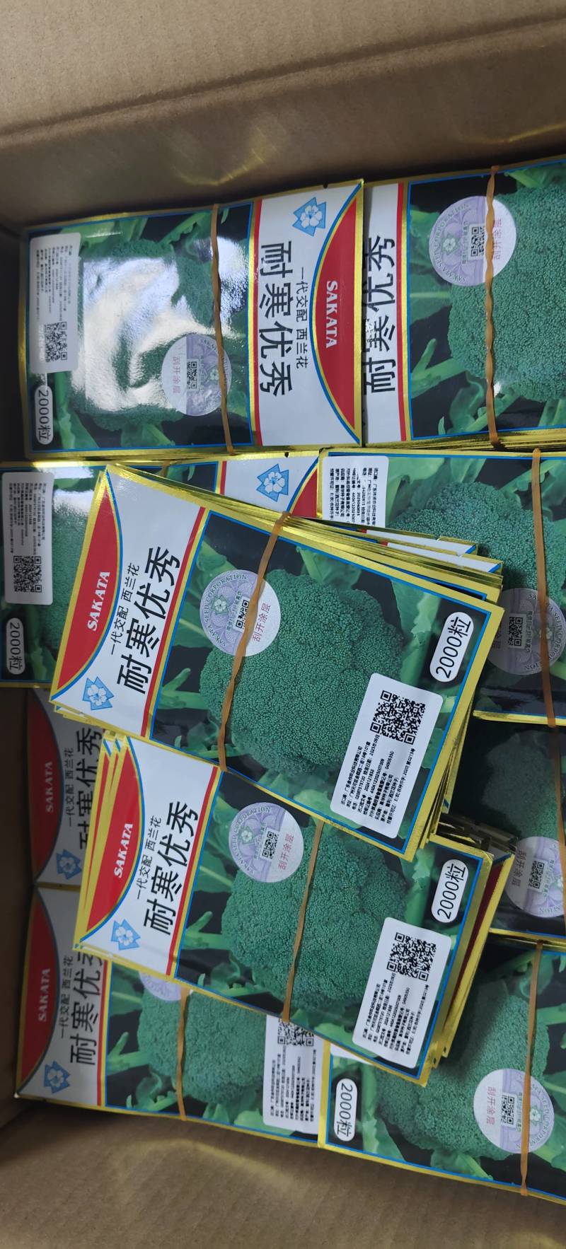 紫甘蓝种子代理，对接大中小种植户，早熟，颜色好