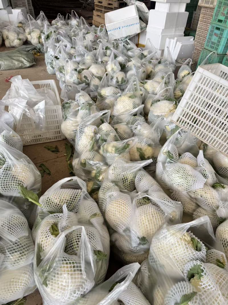松花菜湖北菜花产地一手货源保质保量对接全国