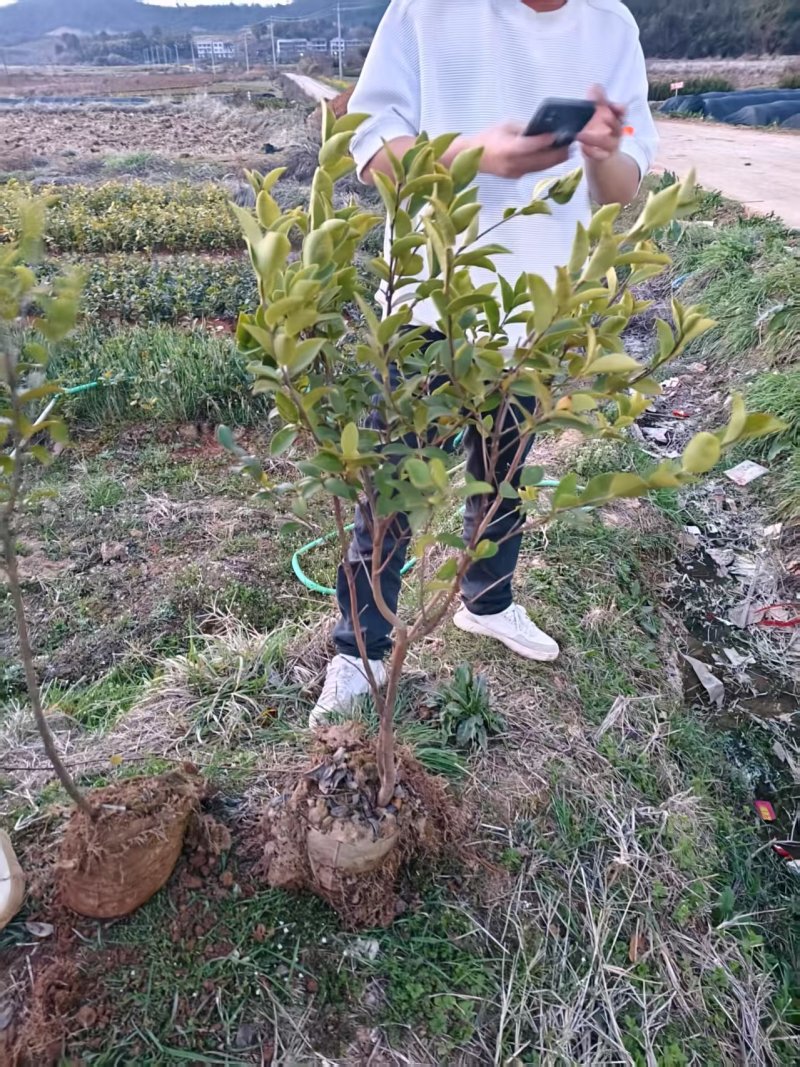 高产嫁接油茶苗