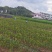 高产嫁接油茶苗