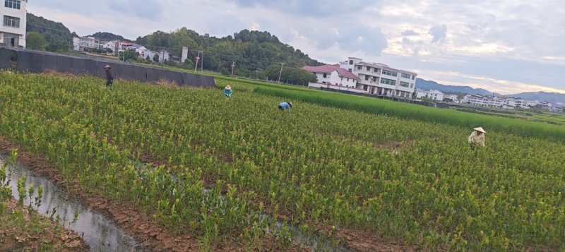 高产嫁接油茶苗