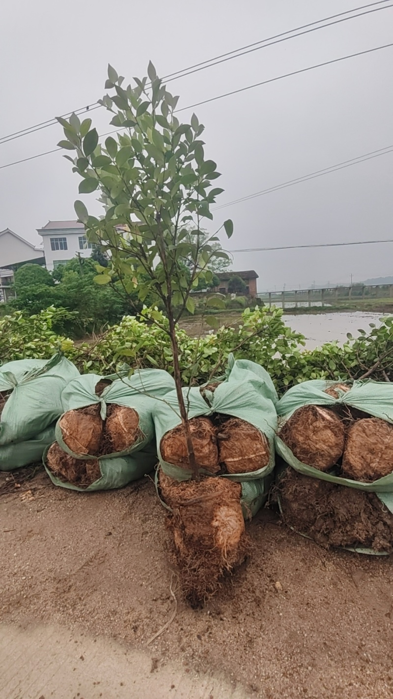 高产嫁接油茶苗