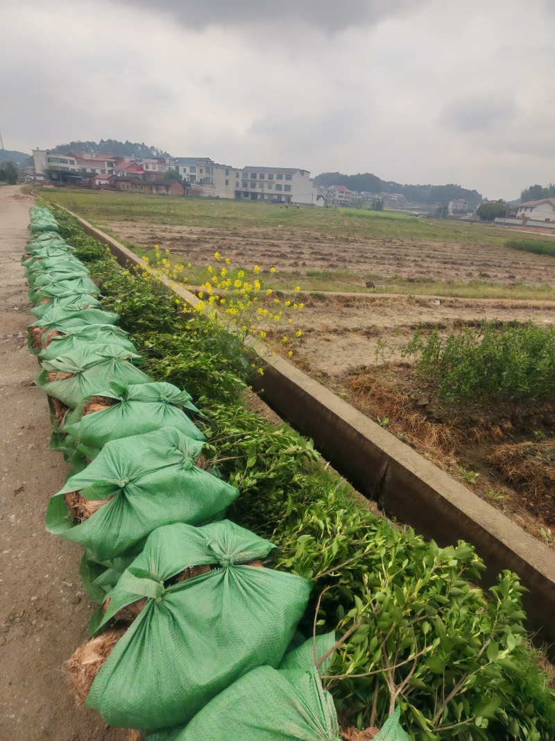 高产嫁接油茶苗