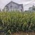高产嫁接油茶苗