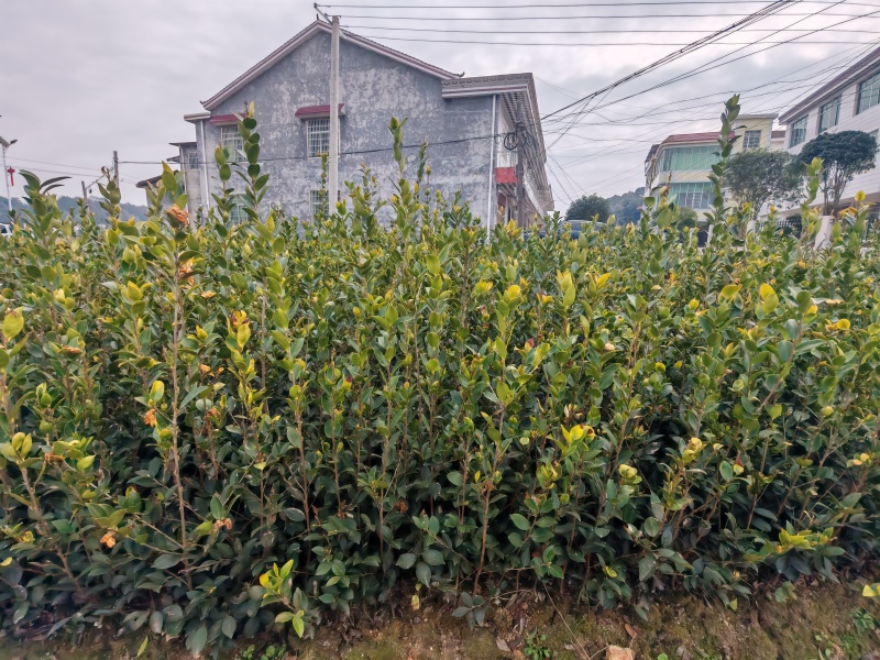高产嫁接油茶苗
