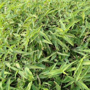 鸭跖草苗、碧竹子苗、翠蝴蝶苗、竹叶菜苗、淡竹叶苗