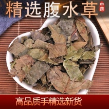 腹水草中药材多穗草两头爬爬崖红无硫
