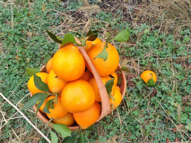 爱媛果冻橙70以上自己基地种植品质保证欢迎老板联系