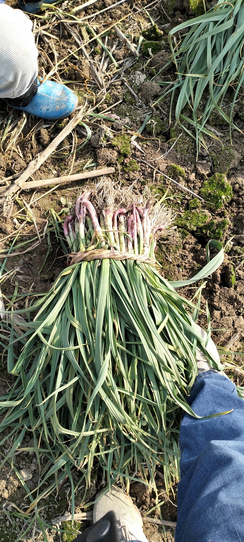 湖北钟祥红根嫩蒜苗