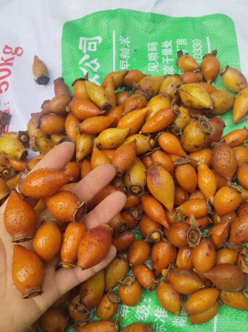 金樱子产自湖南湘相西，一手货源产地直供批发