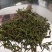 中国北茶海阳绿茶绿茶桑叶茶