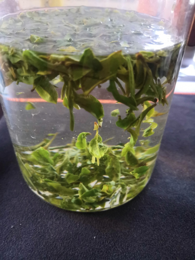 中国北茶海阳绿茶绿茶桑叶茶