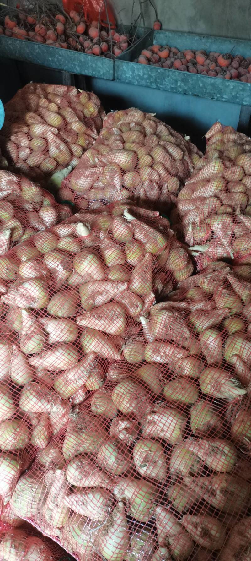 新鲜芥菜疙瘩