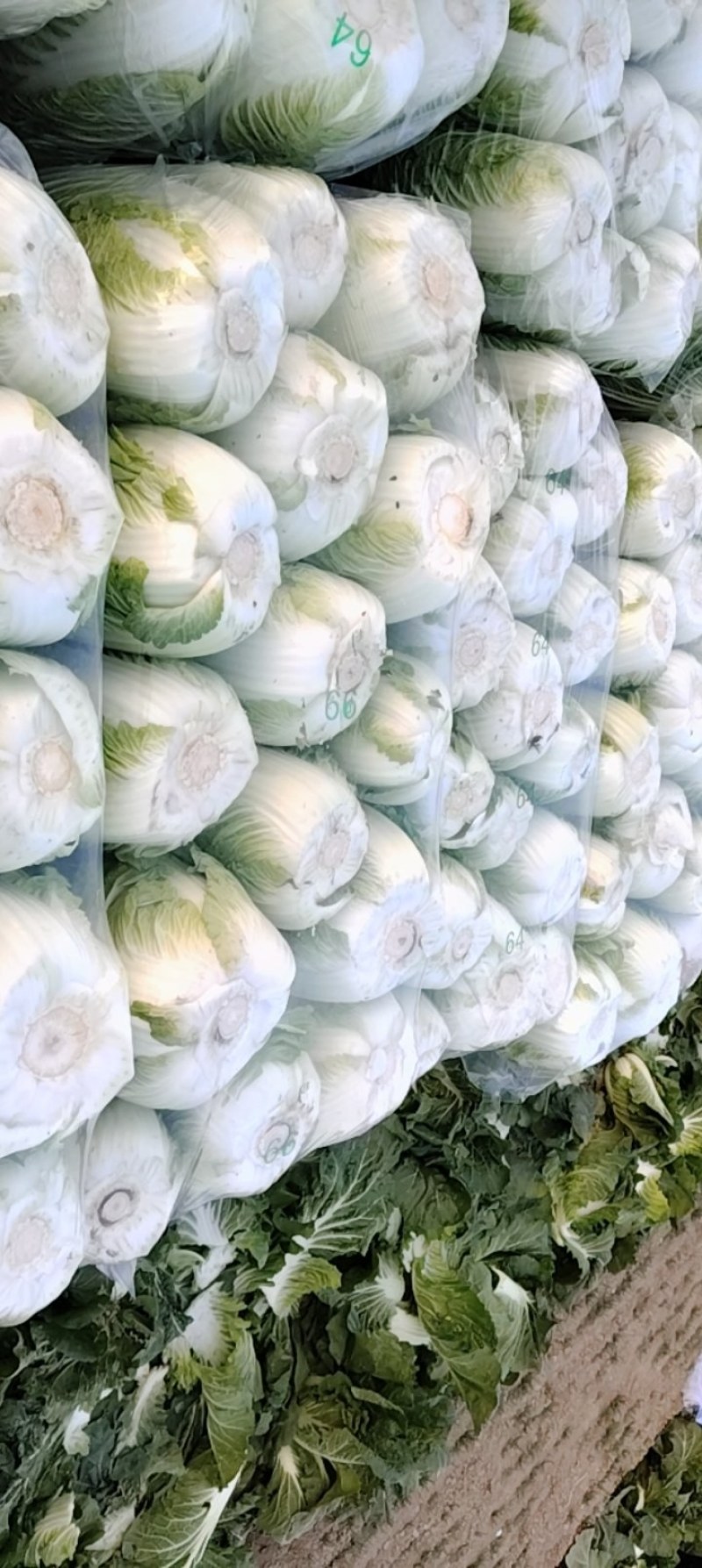 黄心白菜
