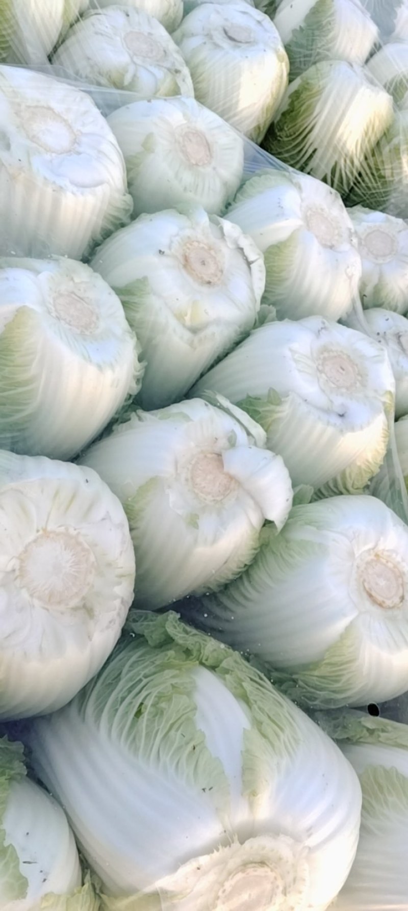 黄心白菜