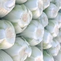 黄心白菜