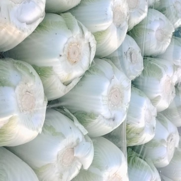 黄心白菜