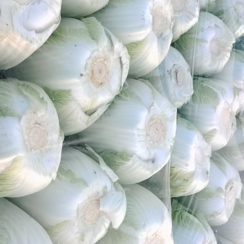 黄心白菜