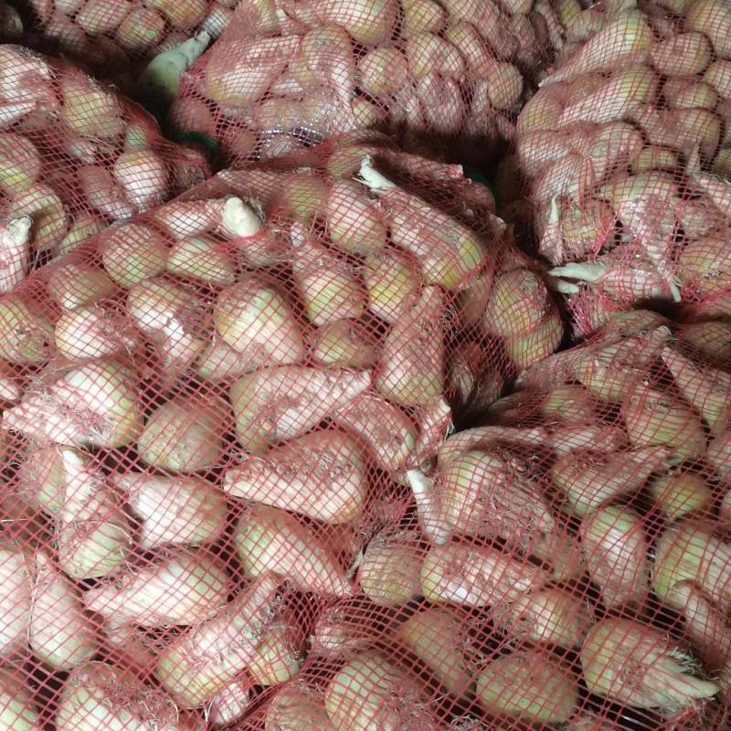 新鲜芥菜疙瘩