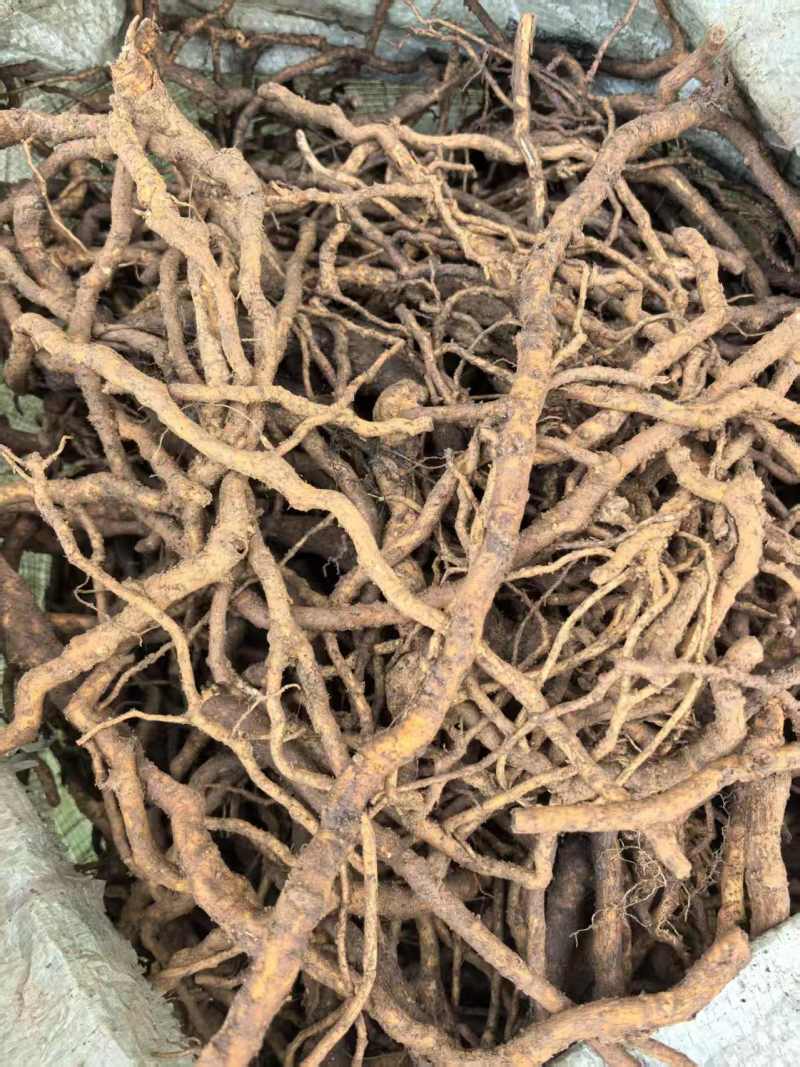 通草根