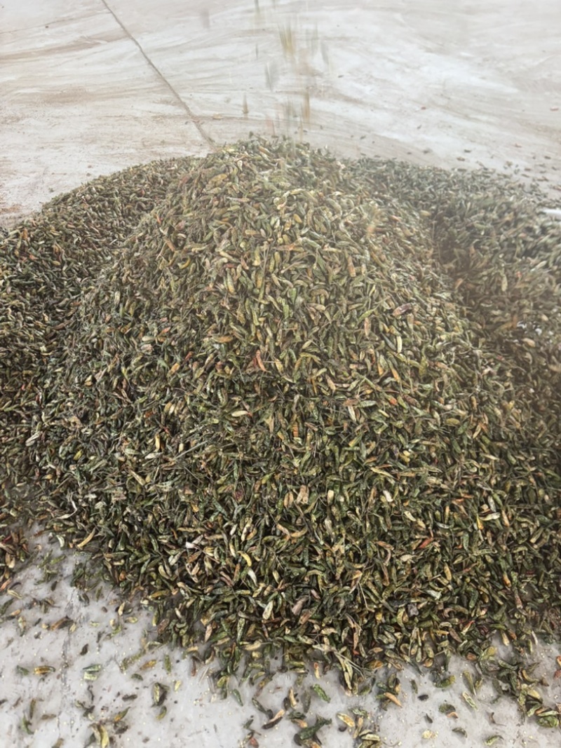 河南临颍干辣椒，纯青辣椒做黑胡椒粉专用，货源充足。