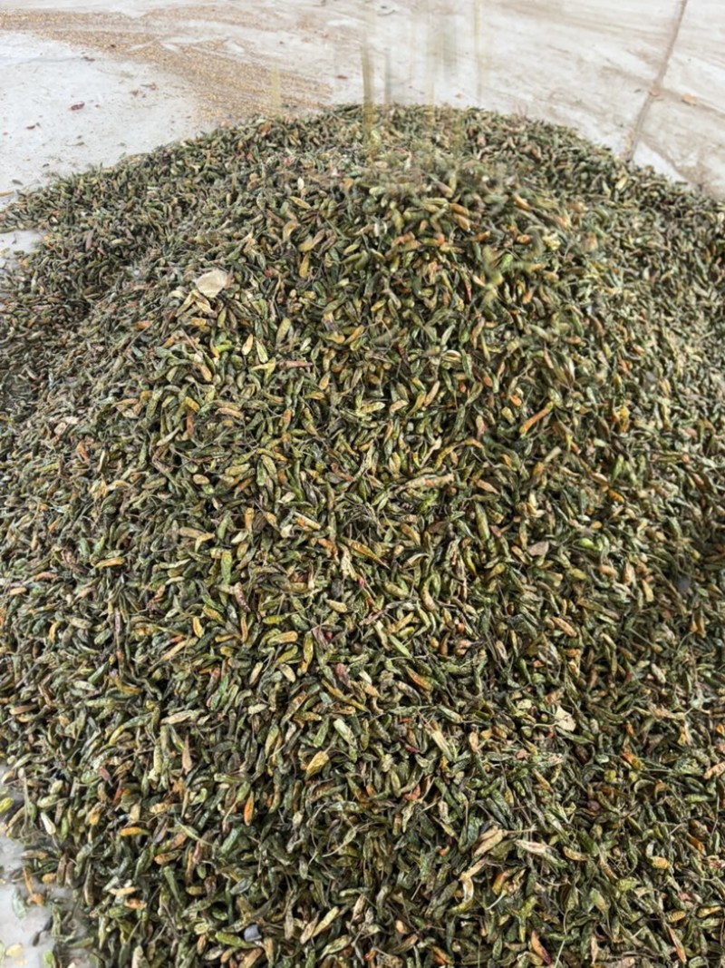 河南临颍干辣椒，纯青辣椒做黑胡椒粉专用，货源充足。