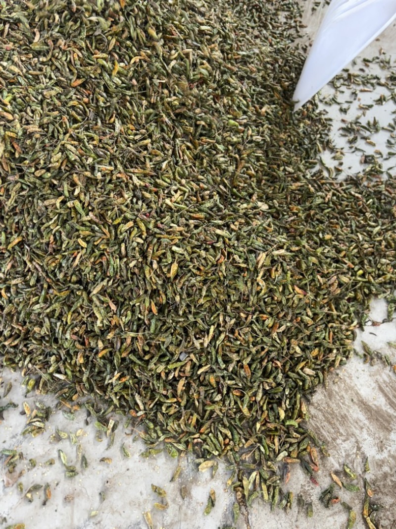 河南临颍干辣椒，纯青辣椒做黑胡椒粉专用，货源充足。