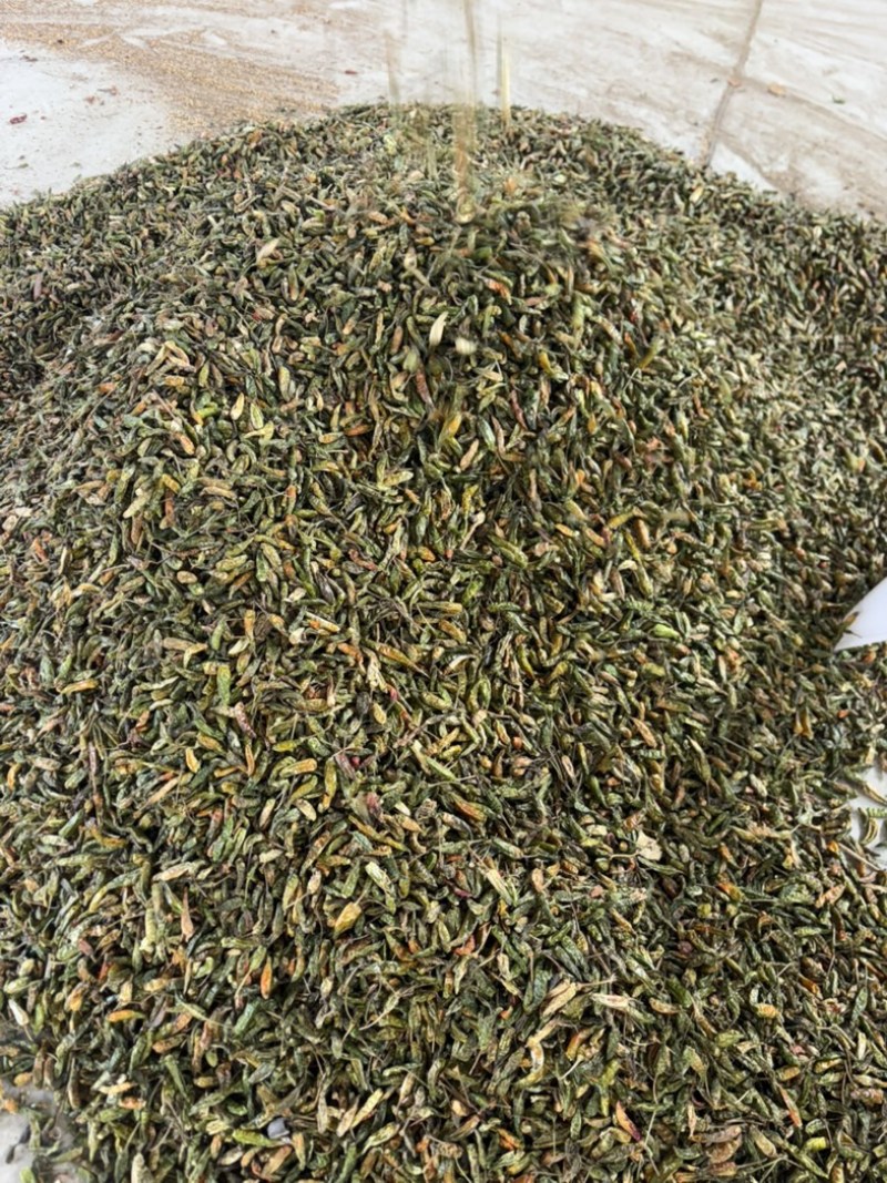 河南临颍干辣椒，纯青辣椒做黑胡椒粉专用，货源充足。