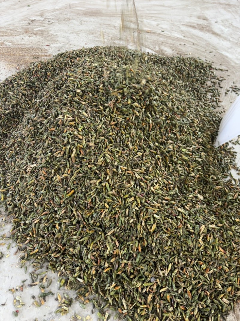 河南临颍干辣椒，纯青辣椒做黑胡椒粉专用，货源充足。