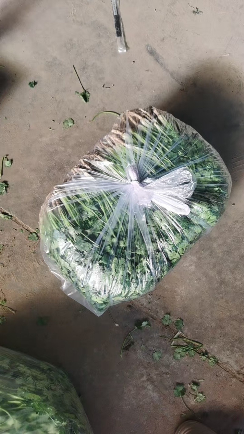 河北铁杆青香菜产地货源充足量大价优全国发货欢迎随时联系