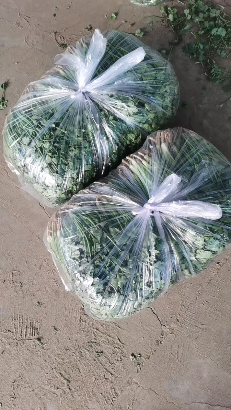 河北铁杆青香菜产地货源充足量大价优全国发货欢迎随时联系