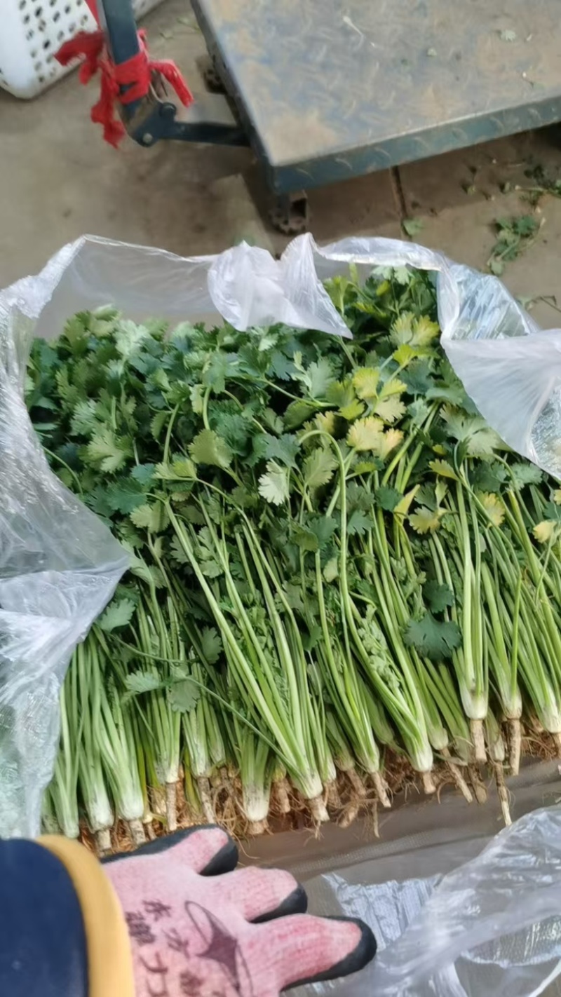 河北铁杆青香菜产地货源充足量大价优全国发货欢迎随时联系