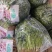 万亩香菜大量供应，价格不贵！质量非常好