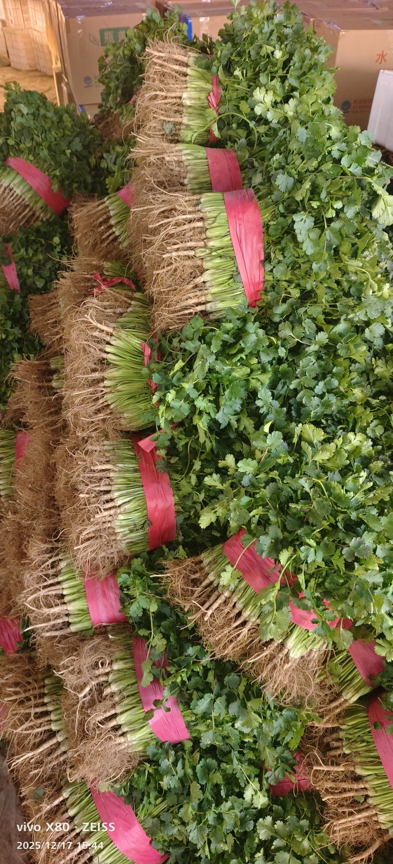 万亩香菜大量供应，价格不贵！质量非常好