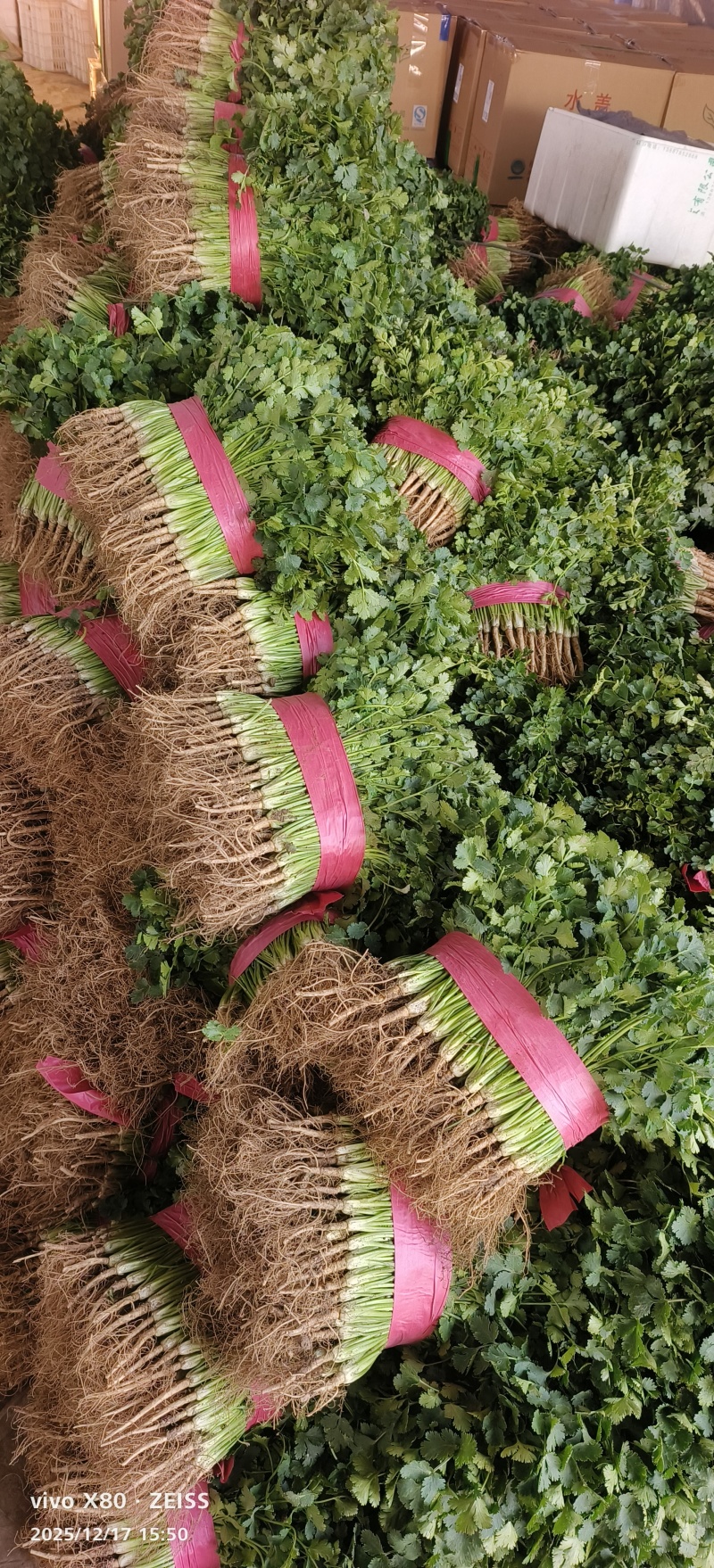 万亩香菜大量供应，价格不贵！质量非常好