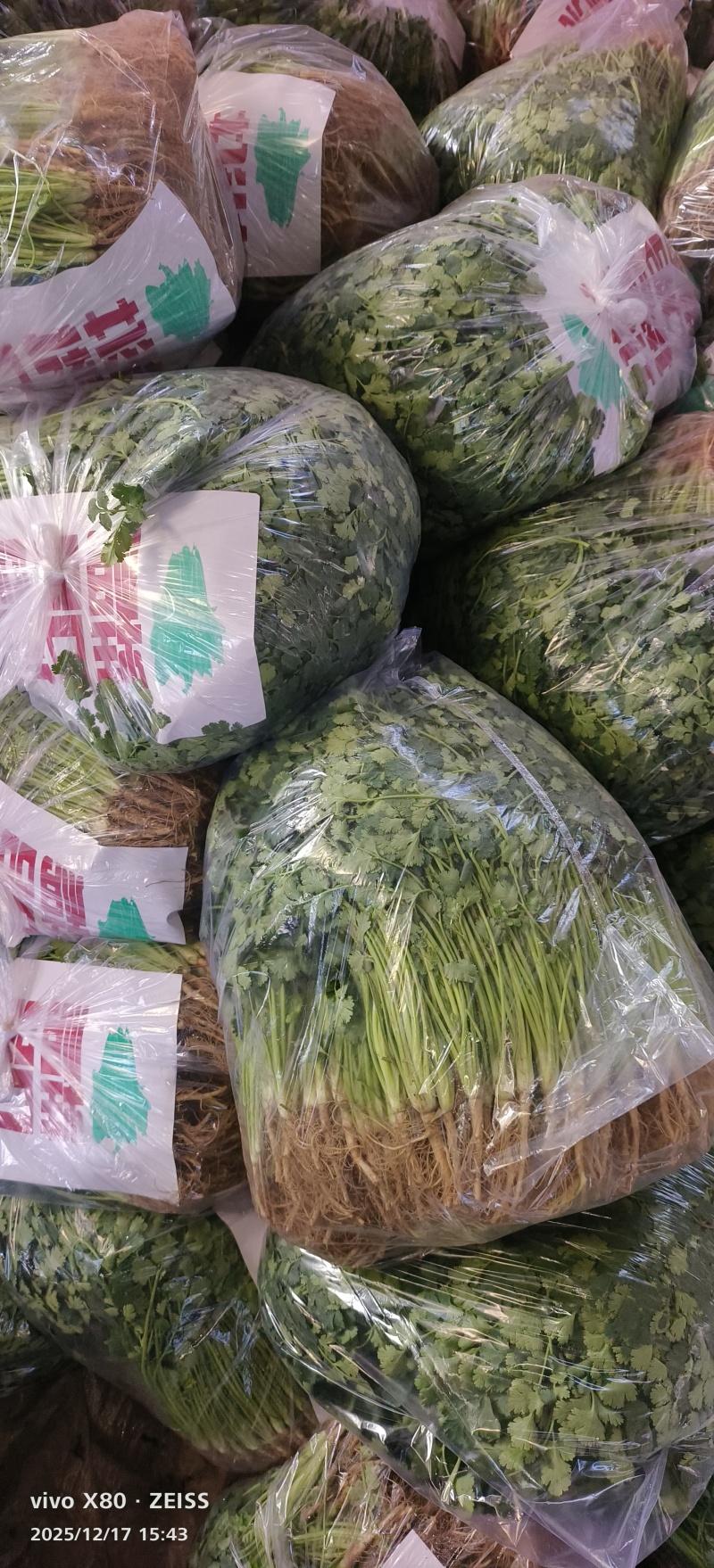 万亩香菜大量供应，价格不贵！质量非常好