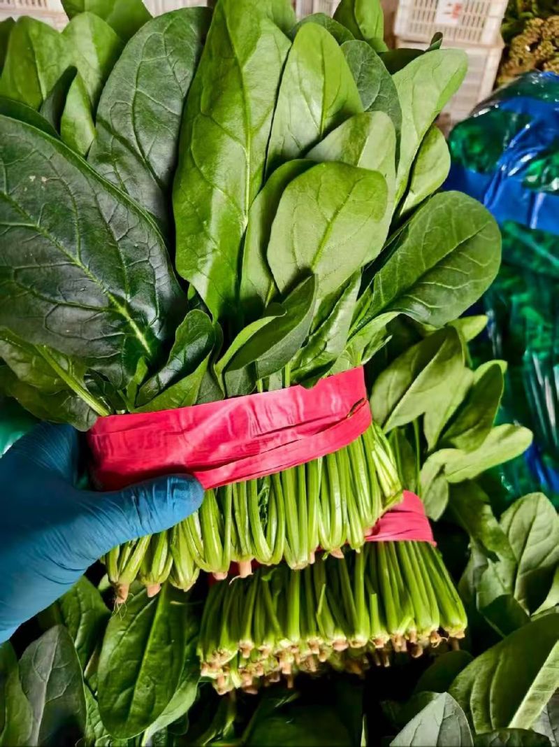 绑把菠菜大量供应，价格不贵！要的老板联系