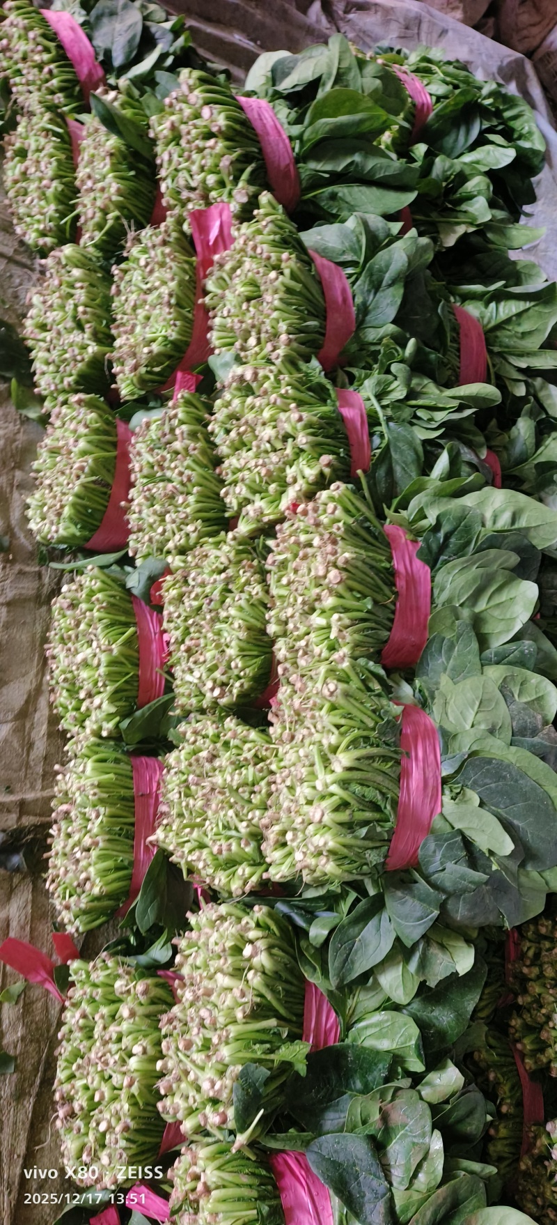 绑把菠菜大量供应，价格不贵！要的老板联系