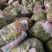 绑把菠菜大量供应，价格不贵！要的老板联系