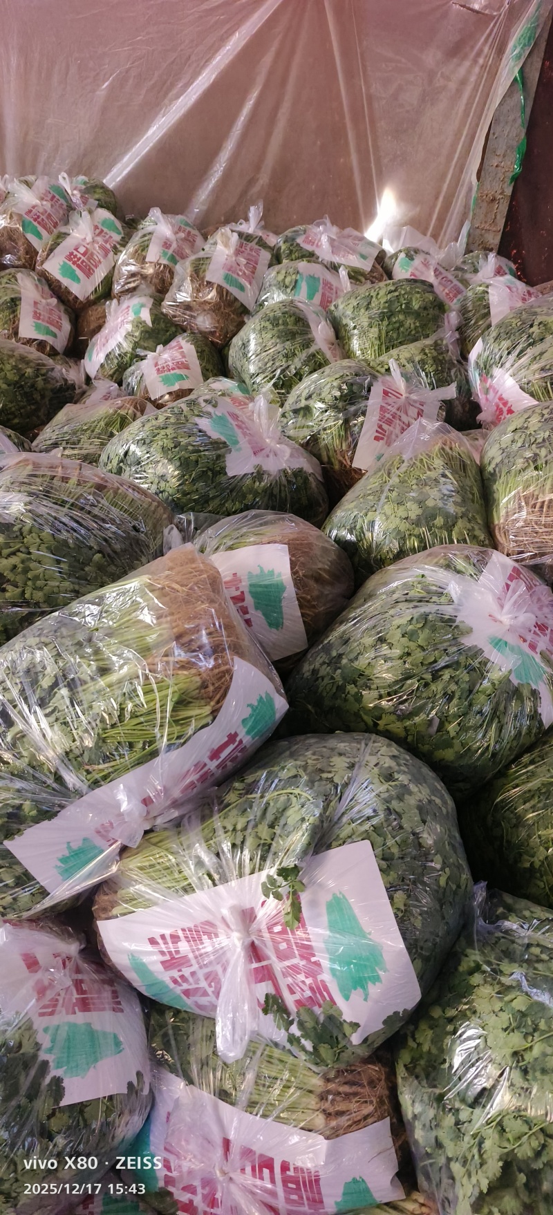 绑把菠菜大量供应，价格不贵！要的老板联系