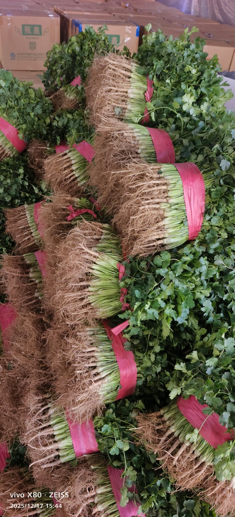 绑把菠菜大量供应，价格不贵！要的老板联系
